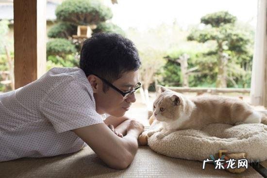 猫咪后院故事 猫咪后院之家