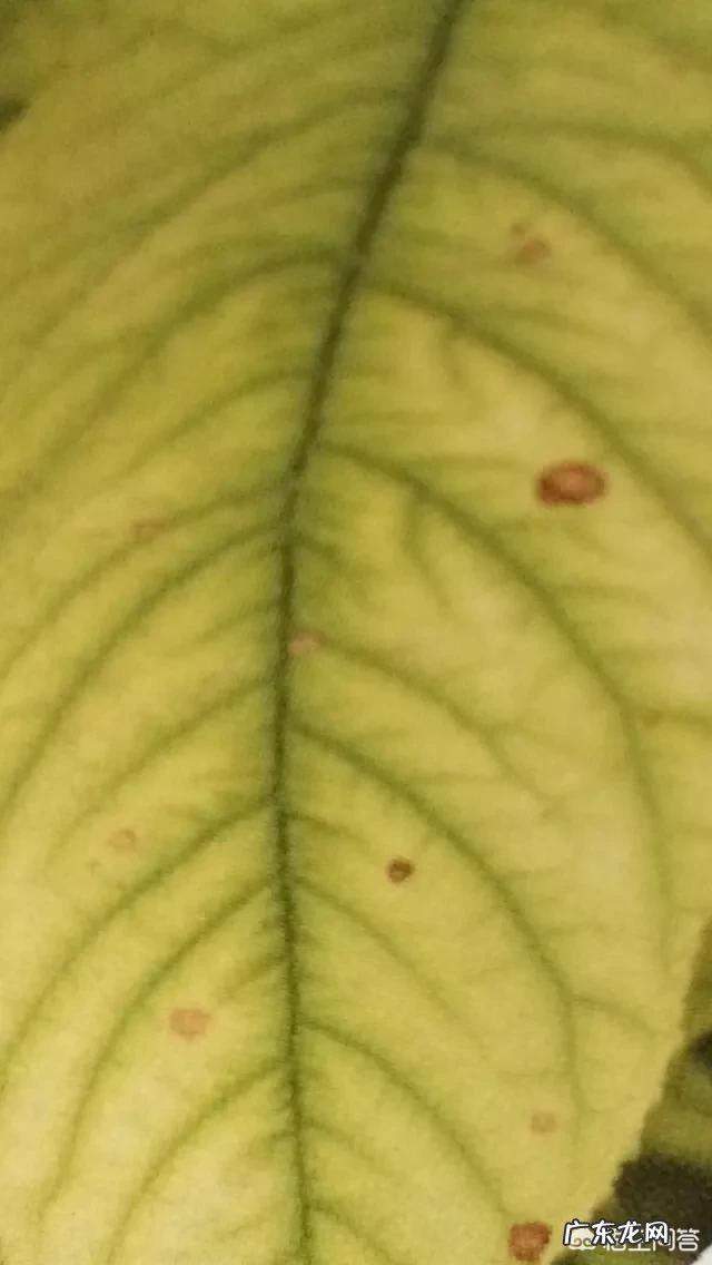 大樱桃树有黄叶,斑点早期落叶是怎么回事?怎么办?