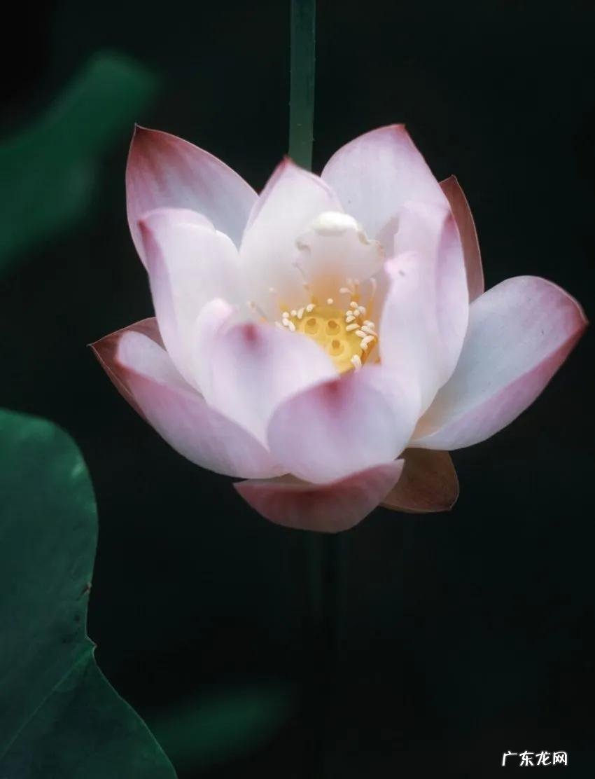 荼蘼拼音 荼蘼怎么读是什么意思