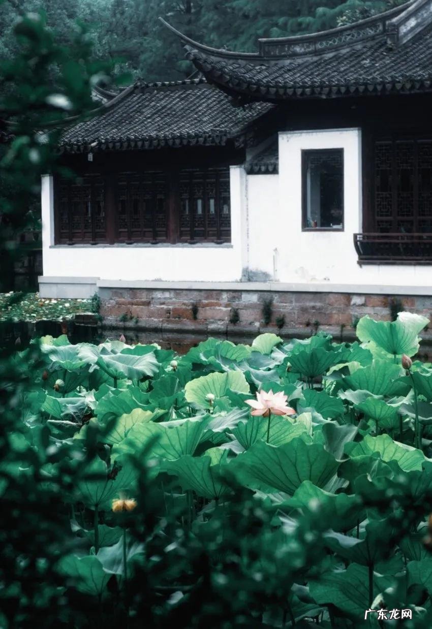 荼蘼拼音 荼蘼怎么读是什么意思