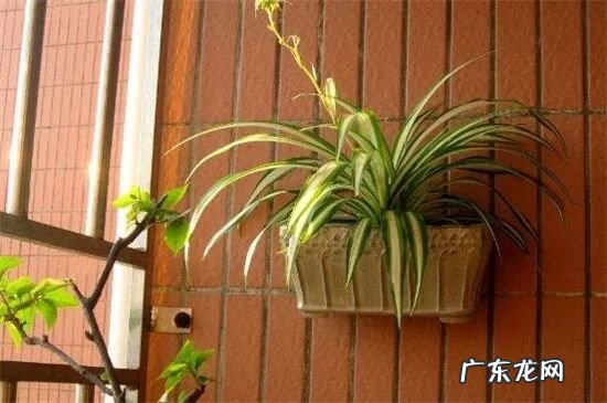 正对大门摆绿植招财还是引煞 家里客厅正对门摆什么旺风水