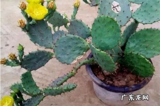 正对大门摆绿植招财还是引煞 家里客厅正对门摆什么旺风水