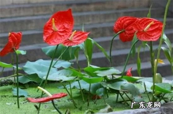 正对大门摆绿植招财还是引煞 家里客厅正对门摆什么旺风水