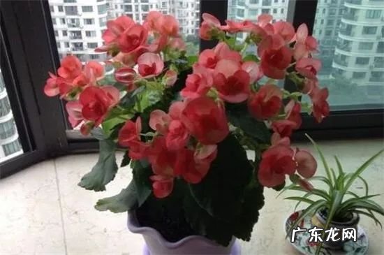 正对大门摆绿植招财还是引煞 家里客厅正对门摆什么旺风水