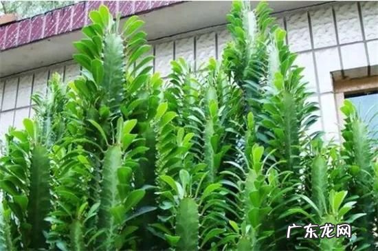 正对大门摆绿植招财还是引煞 家里客厅正对门摆什么旺风水