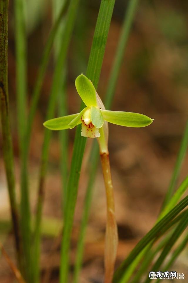 人民币硬币上各是什么花？1角是什么花、5角是什么花、1元是什么花，你们知道吗？