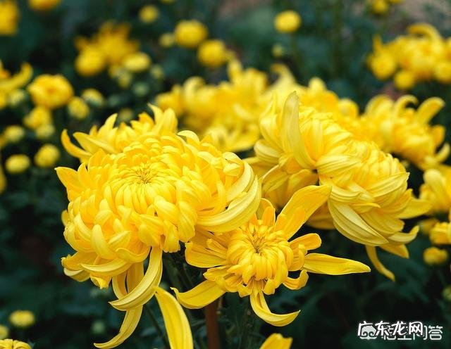 人民币硬币上各是什么花？1角是什么花、5角是什么花、1元是什么花，你们知道吗？