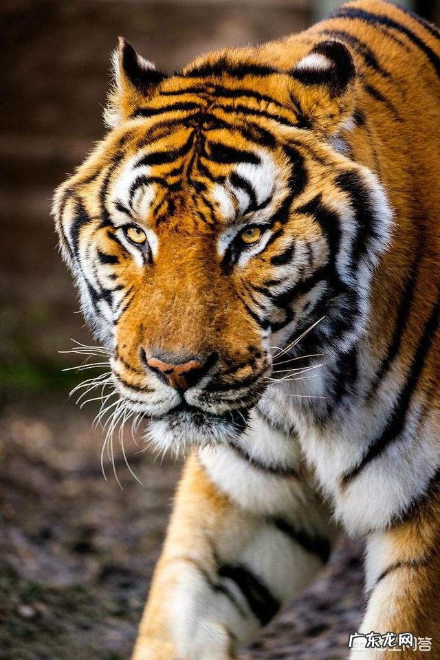 世界上品种最大的狗,可以打得过品种最小的老虎吗?为什么?