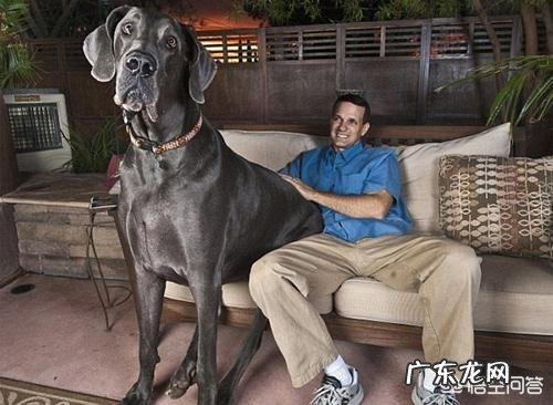 世界上品种最大的狗,可以打得过品种最小的老虎吗?为什么?