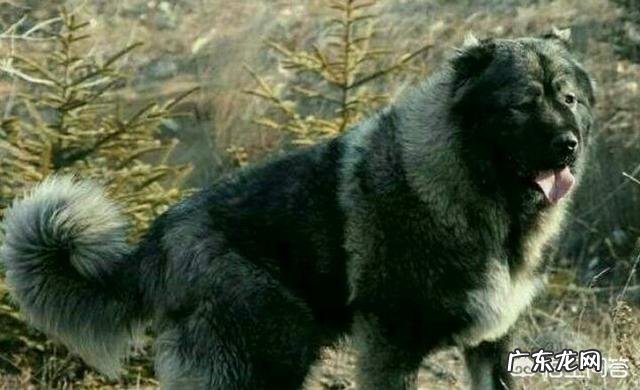 世界上品种最大的狗,可以打得过品种最小的老虎吗?为什么?