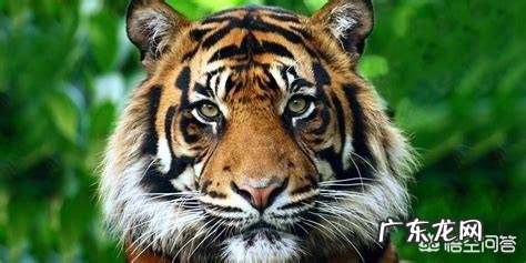 世界上品种最大的狗,可以打得过品种最小的老虎吗?为什么?