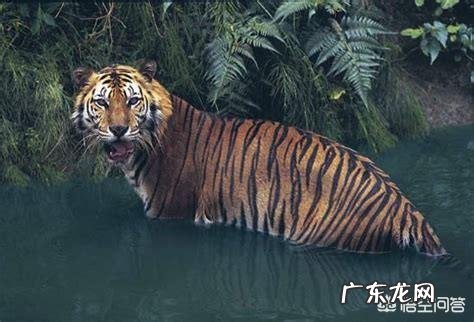 世界上品种最大的狗,可以打得过品种最小的老虎吗?为什么?