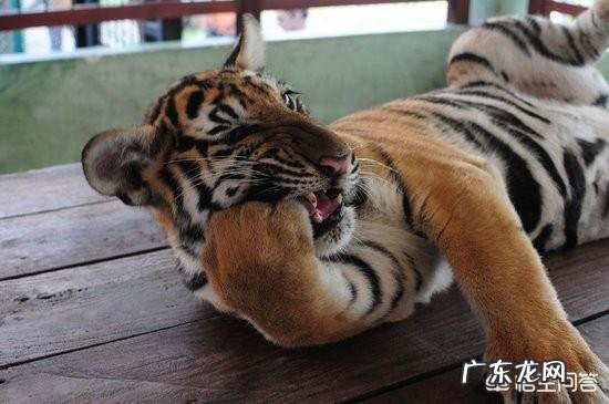 世界上品种最大的狗,可以打得过品种最小的老虎吗?为什么?