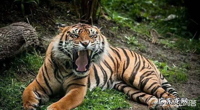 世界上品种最大的狗,可以打得过品种最小的老虎吗?为什么?