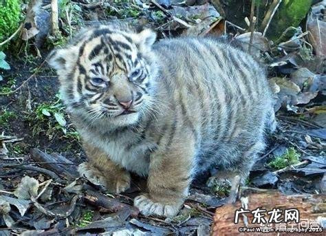 世界上品种最大的狗,可以打得过品种最小的老虎吗?为什么?