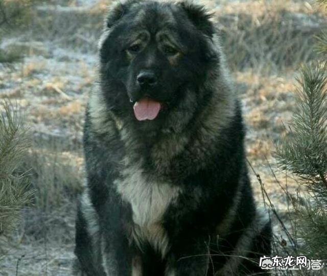 世界上品种最大的狗,可以打得过品种最小的老虎吗?为什么?