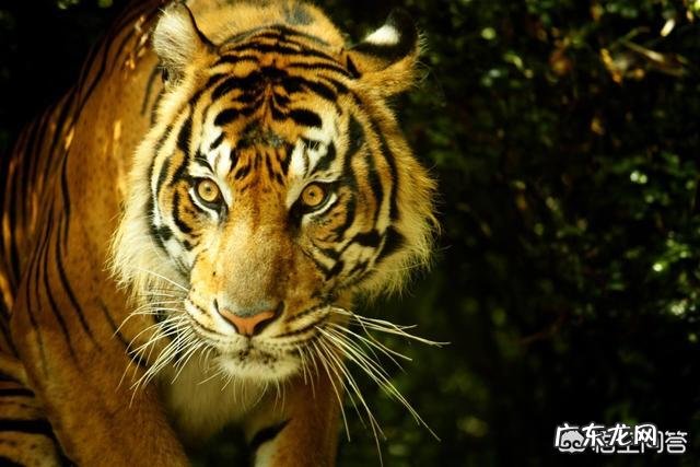 世界上品种最大的狗,可以打得过品种最小的老虎吗?为什么?