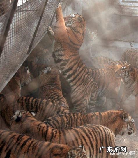 世界上品种最大的狗,可以打得过品种最小的老虎吗?为什么?