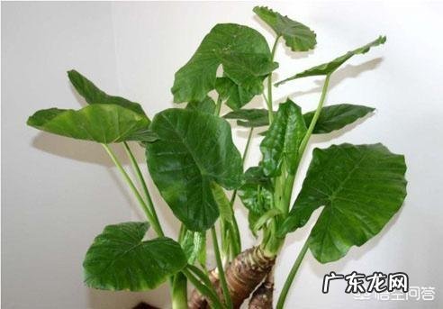 如何在办公室养绿植？