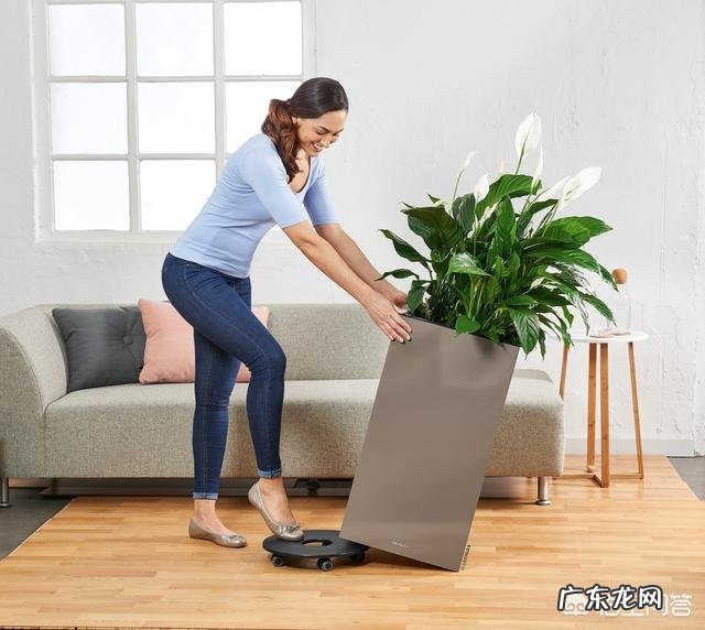 如何在办公室养绿植?