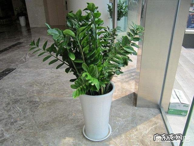 如何在办公室养绿植？