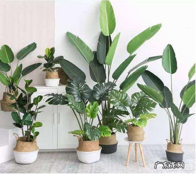 如何在办公室养绿植？