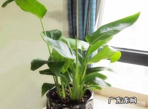 如何在办公室养绿植？