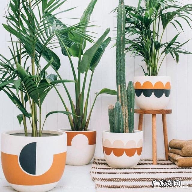 如何在办公室养绿植?