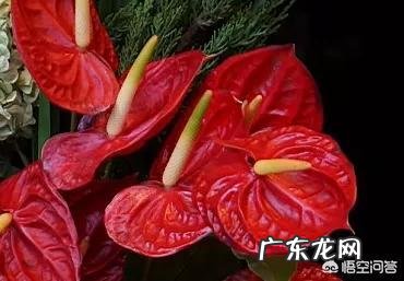 如何在办公室养绿植？