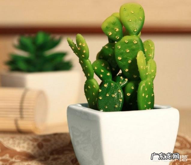 如何在办公室养绿植?