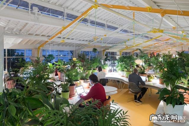 如何在办公室养绿植?