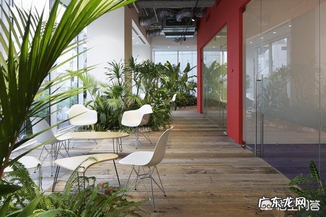 如何在办公室养绿植?