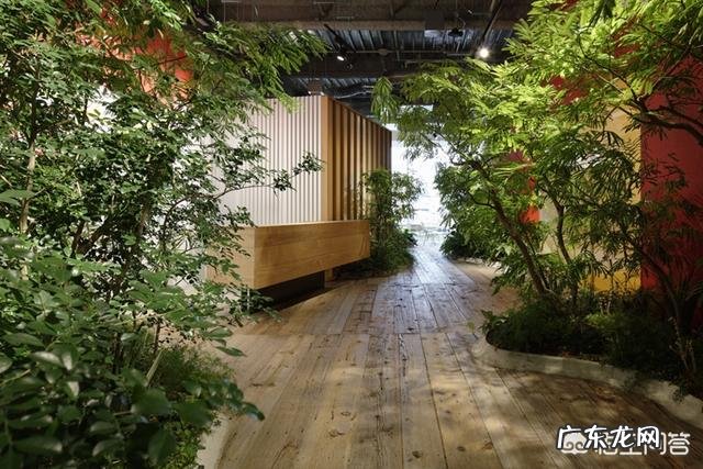 如何在办公室养绿植?