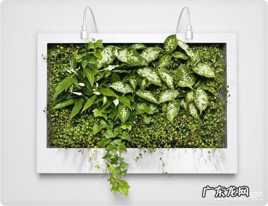 如何在办公室养绿植?