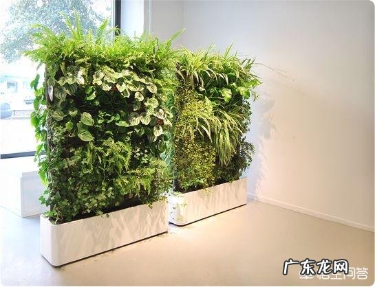 如何在办公室养绿植?