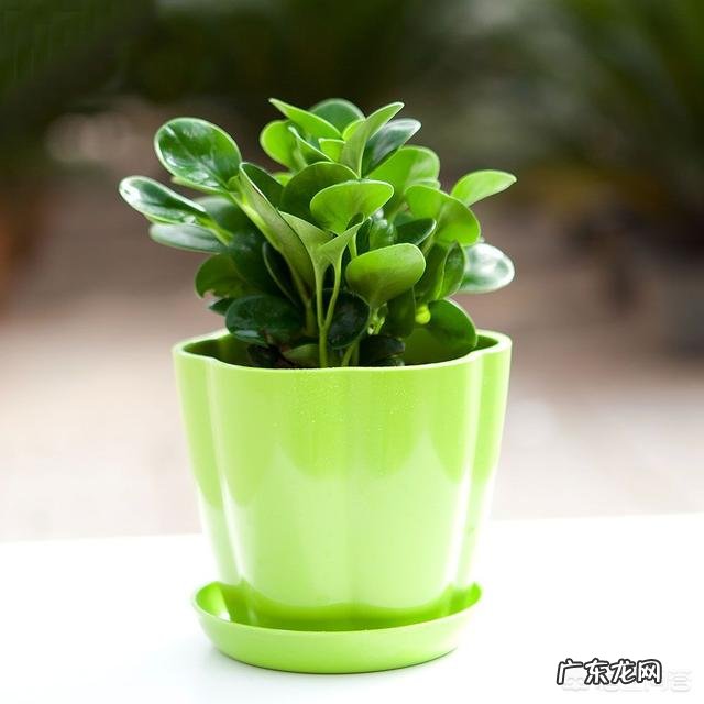 如何在办公室养绿植?
