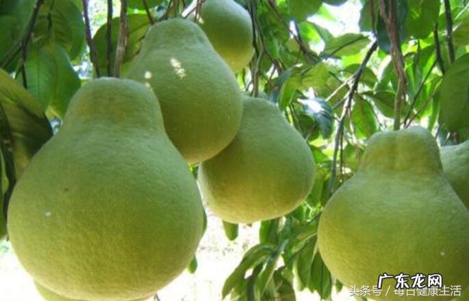 柚子的功效与作用及食用方法 柚子的功效与作用