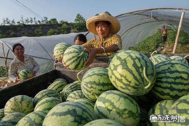农村老人爱说”立秋后的西瓜不能吃“,这是为什么呢?立秋之后西瓜真的不能吃了吗?
