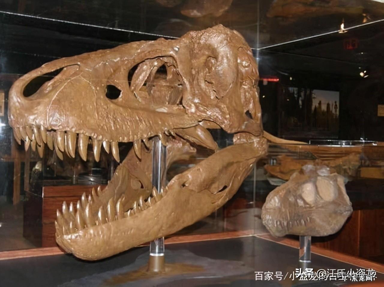 tyranny tyrannosaurus