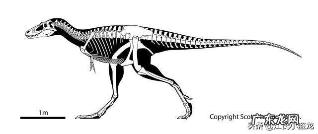 tyranny tyrannosaurus