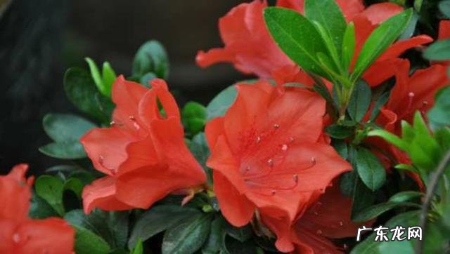 杜鹃花如何养？