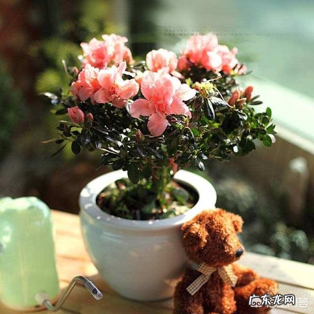 杜鹃花如何养?