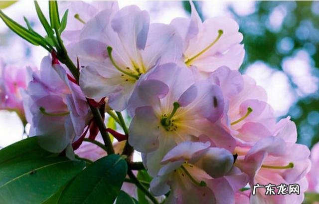 杜鹃花如何养？