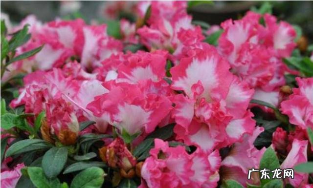 杜鹃花如何养？