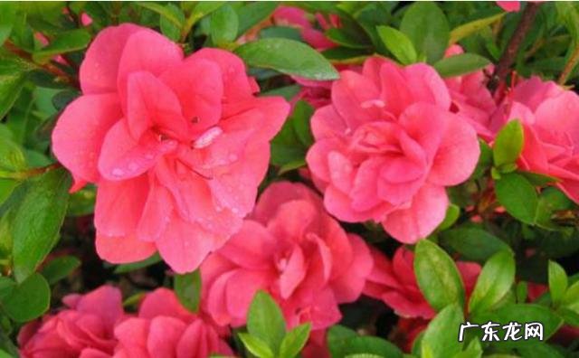 杜鹃花如何养？