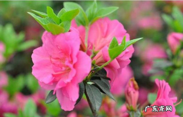 杜鹃花如何养？