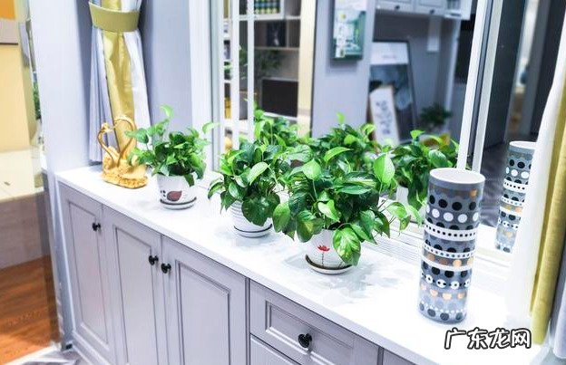 种花在民间被称为鬼花很多人养家里花友又美又独特 十种招鬼的花是什么