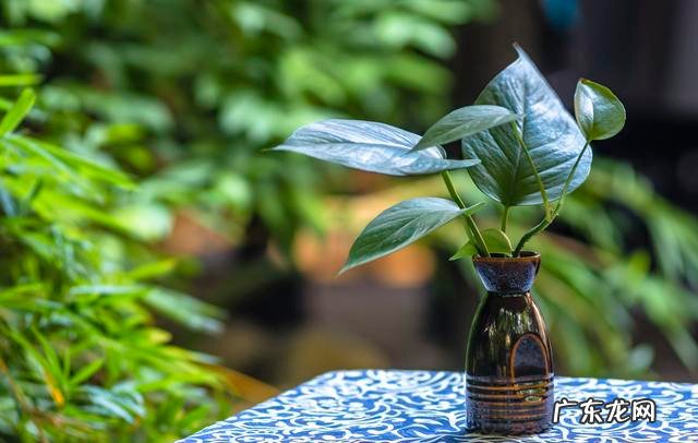 种花在民间被称为鬼花很多人养家里花友又美又独特 十种招鬼的花是什么