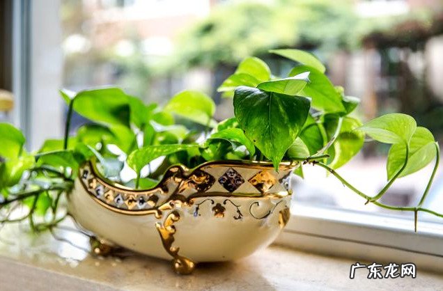 种花在民间被称为鬼花很多人养家里花友又美又独特 十种招鬼的花是什么