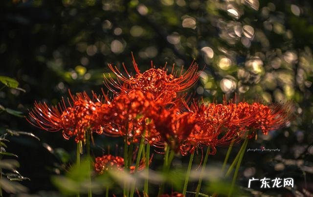 种花在民间被称为鬼花很多人养家里花友又美又独特 十种招鬼的花是什么